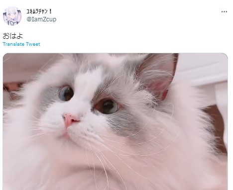 ユキムラチャン　猫